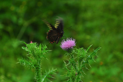 Butterfly pollinating on thistle