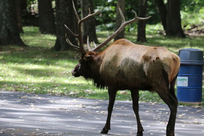 Horse standing in forest