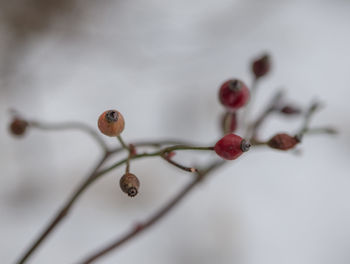 Close-up of berries growing on branch