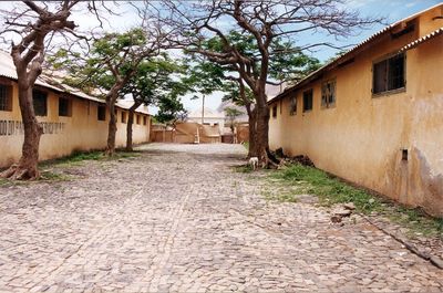 Trees along built structures