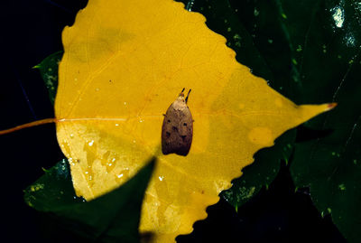 Close-up of butterfly on yellow leaf