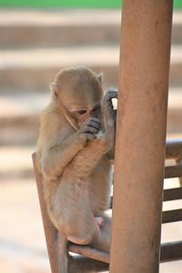 Close-up of monkey in monkey cave, chiang rai, thailand