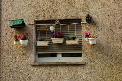 Potted plants on window of building