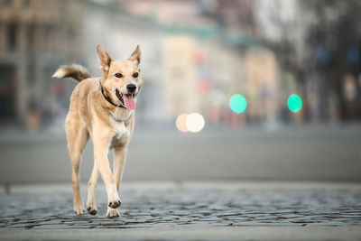 Portrait of dog standing in city