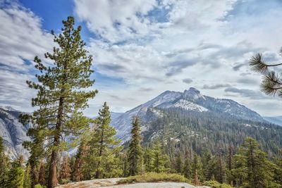 Scenic view of trees in forest against sky