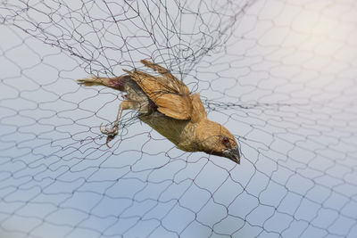 High angle view of bird perching on metal fence