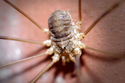 Extreme close-up of spider on wall