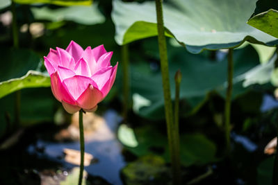 Close-up of pink lotus water lily in pond