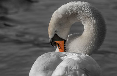 Close-up of swan on lake