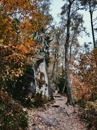 Footpath amidst trees in forest during autumn