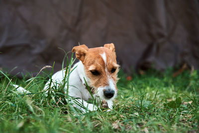 Cute puppy dog playing with wooden stick on grass