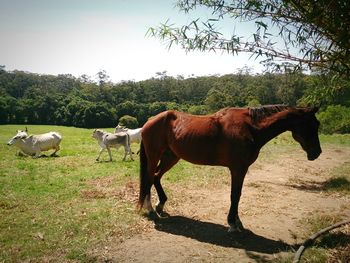 Horses in ranch