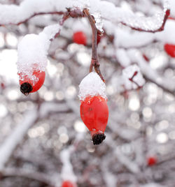 Close-up of frozen berries on tree