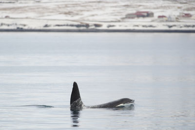 Killer whale swimming in sea