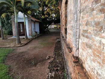 Trees and plants on wall of building