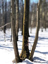 Snow covered trees in forest