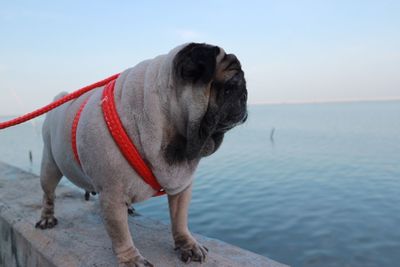 Dog looking away in sea
