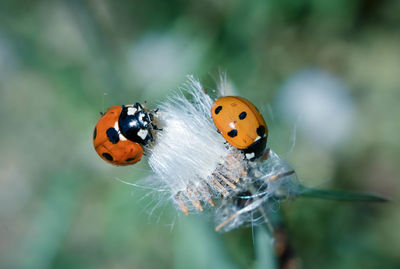 Close-up of ladybug on flower