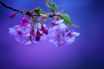 Close-up of cherry blossoms in spring