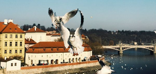 Three seagulls over city against clear sky