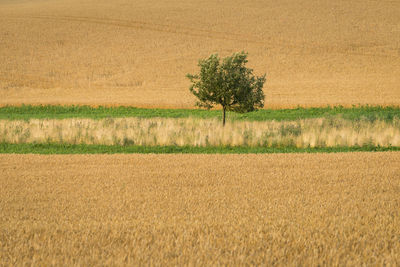 Crops growing on field