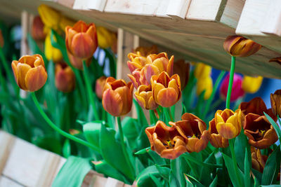 Close-up of tulips