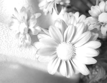 Close-up of flowers blooming outdoors