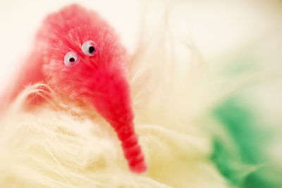 Close-up of an animal