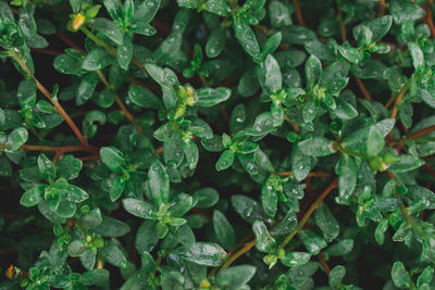 Full frame shot of wet leaves