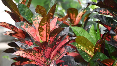 Close-up of red leaves on plant during autumn