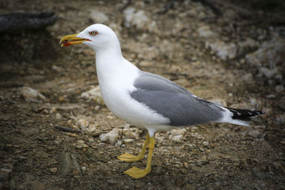 Close-up of seagull perching on land