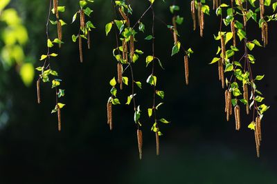 Close-up of plants hanging outdoors
