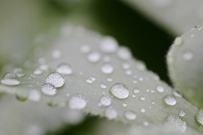 Close-up of water drops on leaf