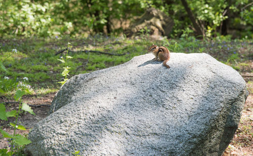 Squirrel on rock