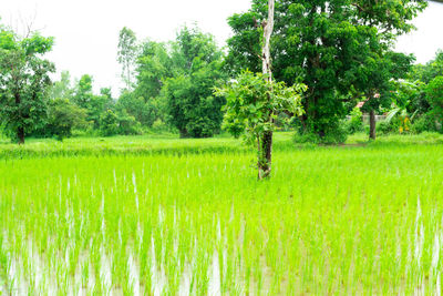 Scenic view of agricultural field