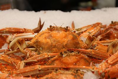 dungeness crab