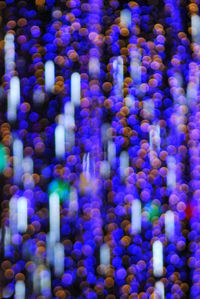 Full frame shot of colorful flowers