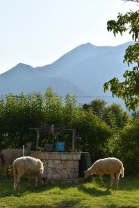 Sheep grazing in backyard