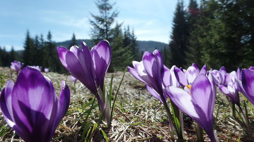 Close-up of purple crocus flowers