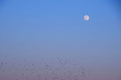 Moon with birds flying in sky at dusk