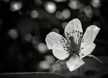 Close-up of flower blooming outdoors