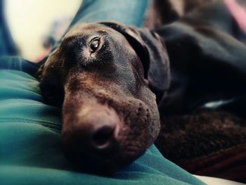 Close-up of horse lying down at home