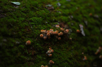 Close-up of mushrooms on field