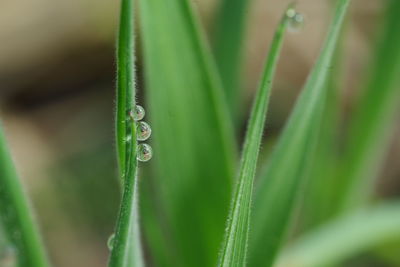 Close-up of wet grass