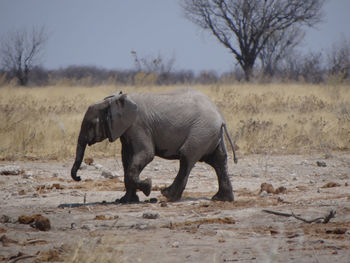 Side view of elephant walking on field at namibia. 