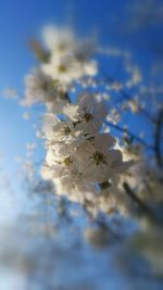 Close-up of white flowers blooming against sky