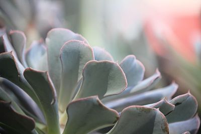 Close-up of succulent plant