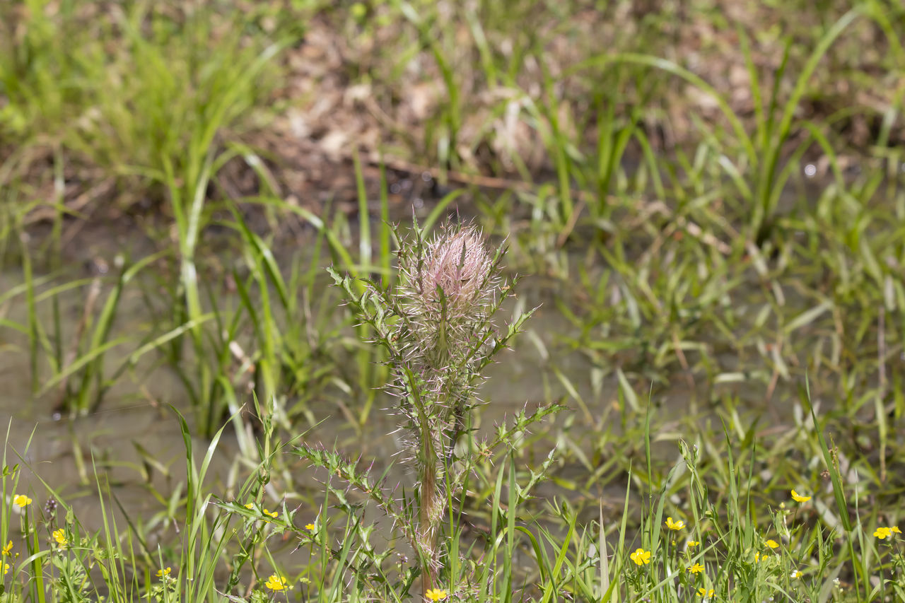 CLOSE-UP OF WILTED FLOWERS ON FIELD