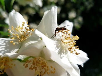 Close-up of bee on white flower