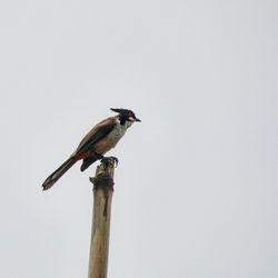 Close-up of bird perching against clear sky